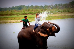 Elephant bath Chitwan National Park