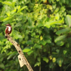 Bird Watching Chitwan National Park