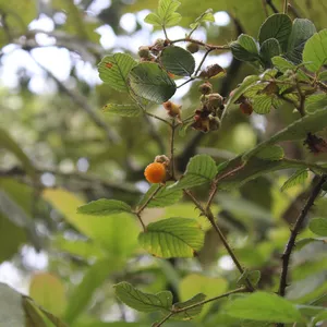 Orange Raspberry in Godawari