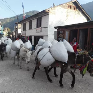 Mules carrying food supply at Rara, Mugu district